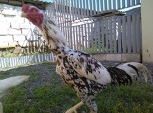 Heyratı xoruzu