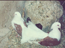 Göyərçin