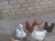 Linda qazları