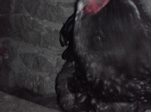 Brama