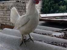 Yaponka toyuğu