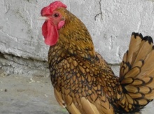 Sibrayt