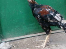Heyratı xoruz
