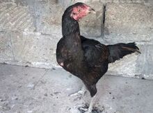 Heyratı