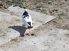 Göyərçinlər