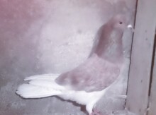 Göyərçinlər
