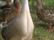 Kuban qazı yumurtası