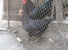 Australorp