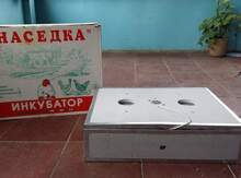 Inkubator