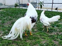 "Yakaxoma" toyuqları