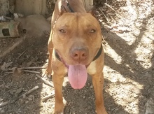 Pitbul