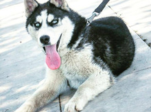 Haski