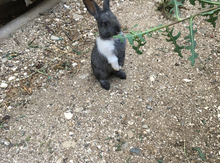 Dovşanlar