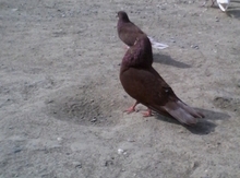Göyərçin