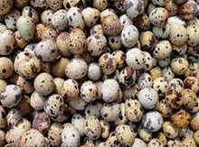 Bildirçin yumurtası
