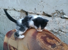 Pişiklər