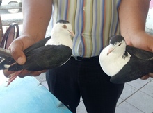 Göyərçinlər