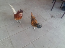 Pavloviski toyuqları