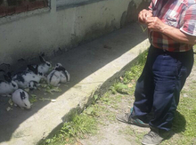 Dovşanlar