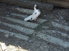 Göyərçin