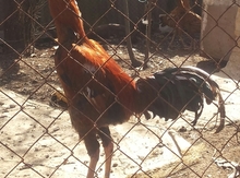 Heyratı cücələr
