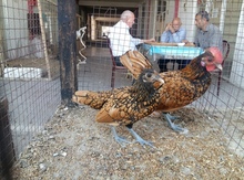 Sibrayt quşları