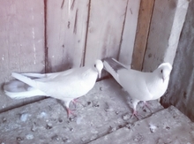 Göyərçinlər