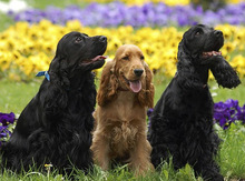 Koker spaniel