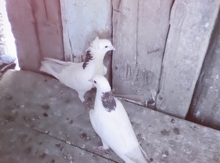 Göyərçin