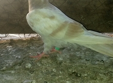 Göyərçin