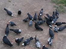 Göyərçinlər