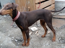 Doberman