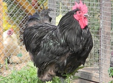 Jersi qiqant yumurtası
