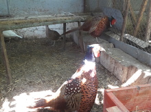 Qırqovul