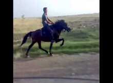 Qarabağ atı