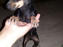 Çixuaxua