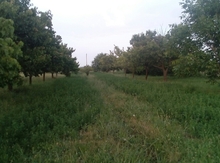 32 sot torpaq sahəsi, Şamux r.