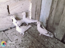 Göyərçinlər