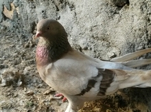 Göyərçin