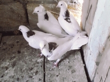 Göyərçinlər