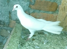 Göyərçin