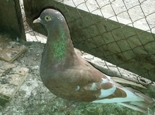 Göyərçin