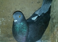 Göyərçin