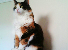 Сибирская кошка