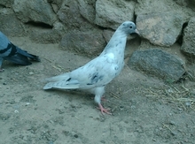 Göyərçinlər