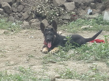 Alman ovçarkası