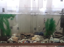 Akvarium