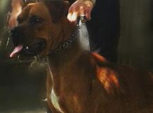 Pitbul