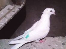 Göyərçin