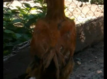 Heyratı xoruz